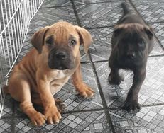 Cane Corso Lindos Filhotes