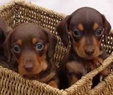 Dachshund Curto Chocolate