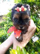 Lindos Filhotes de Yorkshire Terrier a Pronta Entrega