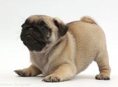 Pugs Super Pequenos e Lindos