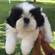 Lindos Machos Shihtzu RJ