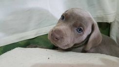 Weimaraner Lindos Filhotes