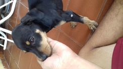 Doa-se Filhotes de Vira-para com Labrador