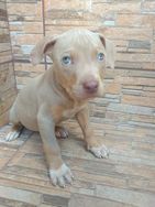 American Bully / Pitbul - Filhotes Blue Nose - Red Nose e Lilac !