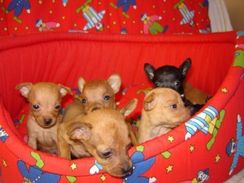 Belos Filhotes Pinscher