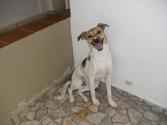 Cão Fox Paulistinha