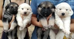 Cachorro Pastor Alemão