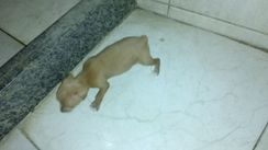 Vendo Filhote de Pinscher Macho Marrom Claro