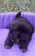 Filhotes de Shihtzu RJ