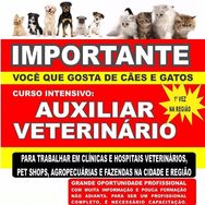 Curso de Auxiliar de Veterinário