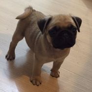 Bebês Pugs Disponíveis a Pronta Entrega!!!