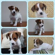 Jack Russel