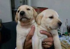 Fotos Similares: Filhotes Legítimos Labrador Macho e Fêmea 