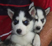 Filhotes de Husky Siberino