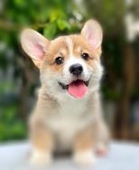 Vende-se Welsh Corgi Pembroke