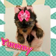 Belissimos Filhotes de Yorkshire Terrier, Me Adiciona