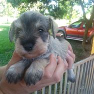 Lindas Ninhadas de Shitzu e Schnauzer RJ