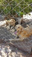 Filhotes de Golden Retriever Puríssimos