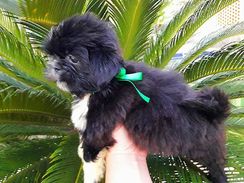 Lindos Filhotes de Shih Tzu! Aproveite São Os últimos!