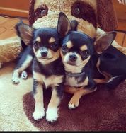 Fotos Similares: Omg Chihuahuas à Venda 