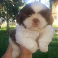 Shih Tzu Macho Disponivel para Reserva !!