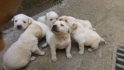 Vendo Filhotes de Labrador Retriever