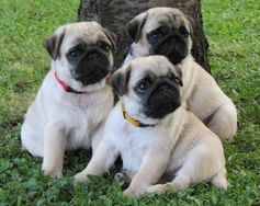 Loucos por Pugs