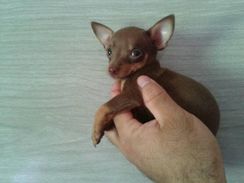 Pinscher Padrao Miniatura