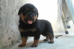 Filhotes de Rottweiler