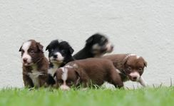 Filhotes de Border Collie Fêmeas