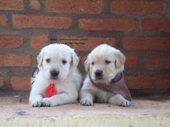 Golden Retriever Show Pedigree Canil Mantiqueira