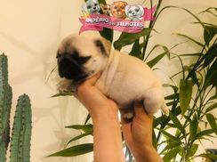 Pugs Autênticos à Venda