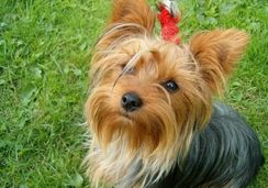 Filhotes Yorkshire Terrier à Venda