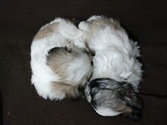 Filhotes de Shih Tzu