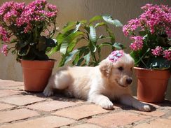 Golden Retriever Filhotes Show Fêmea com Pedigree