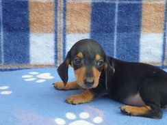 Fotos Similares: Filhotes Dachshund Curto Preto e Canela 