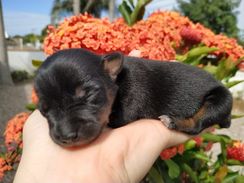 Pinscher Miniatura