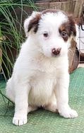 Border Collie Venha Conferir