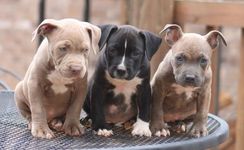 Pit Bull Filhotes