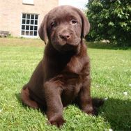 Labrador Chocolate