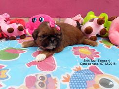 Shih Tzu Femea 1.000,00 ou 12x de 100,40 Whats 51-9.9418.9321