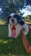 Lindos Rottweiler e Shihtzu RJ