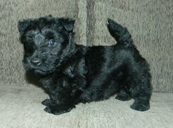 Scottish Terrier