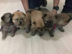 Chow Chow Belos Filhotinhos