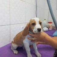 Fotos Similares: Beagle Lindos Fihotes 