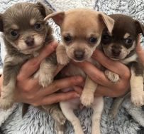 Chihuahua Lindos Filhotes com Segurança