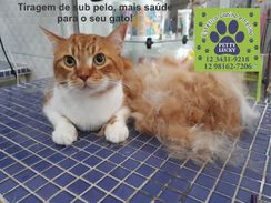 Sub pelos em Gatos