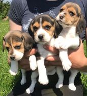 Beagle Bicolor e Tricolor