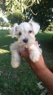 Schnauzer Mini, Maltes e Shihtzu Disponiveis RJ