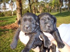 Fotos Similares: Filhotes de Labrador 